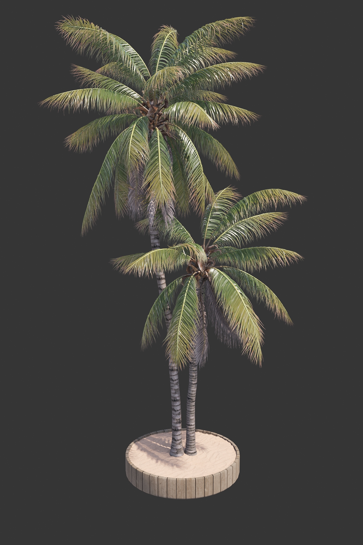 21. POHON KELAPA #5 (COCONUT TREE)