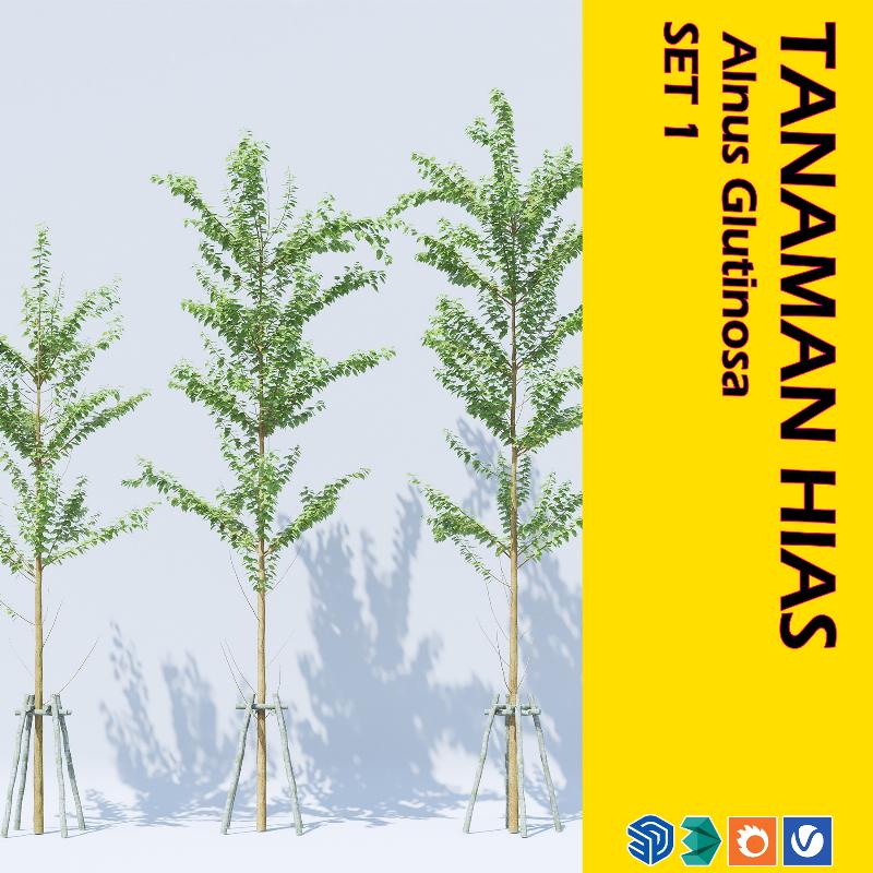 24. POHON TANAMAN HIAS - Alnus Glutinosa