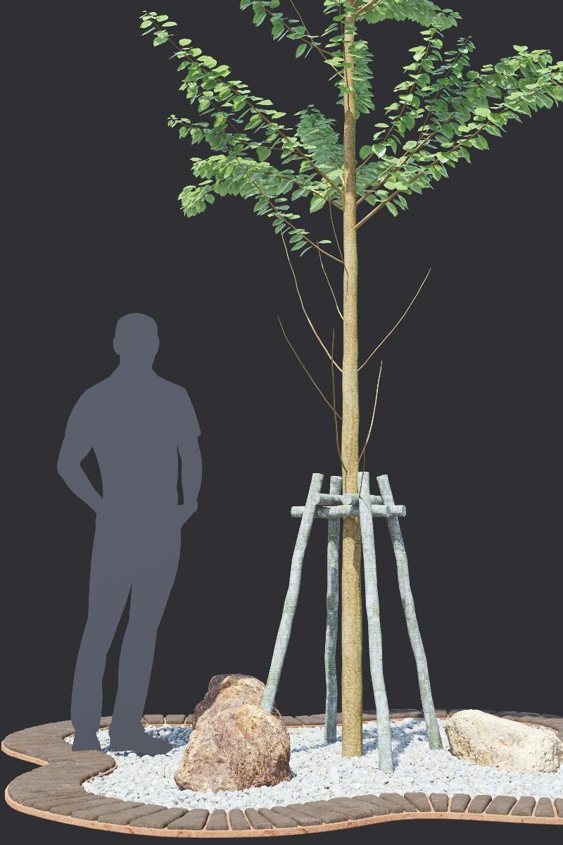 24. POHON TANAMAN HIAS - Alnus Glutinosa