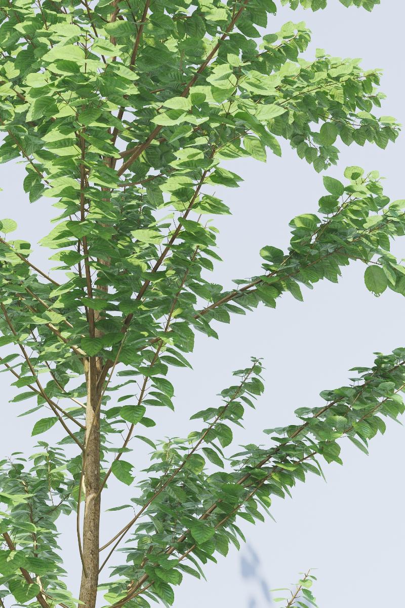 24. POHON TANAMAN HIAS - Alnus Glutinosa