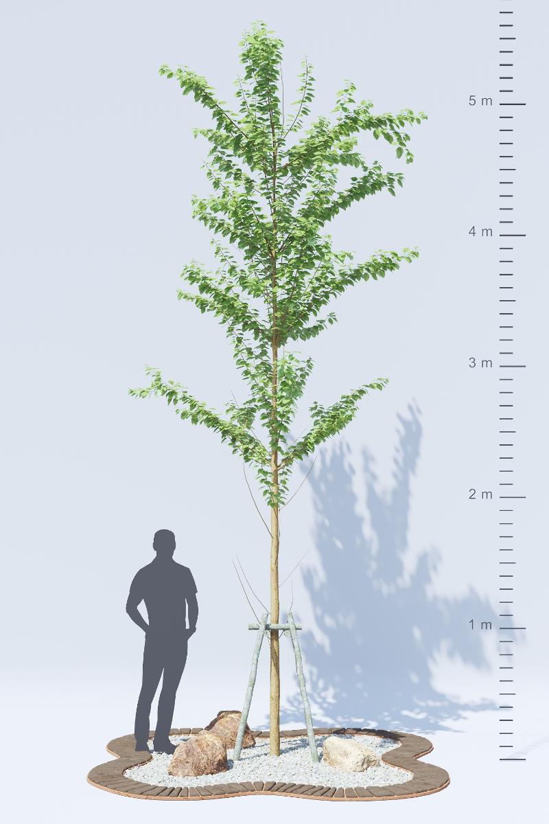 24. POHON TANAMAN HIAS - Alnus Glutinosa