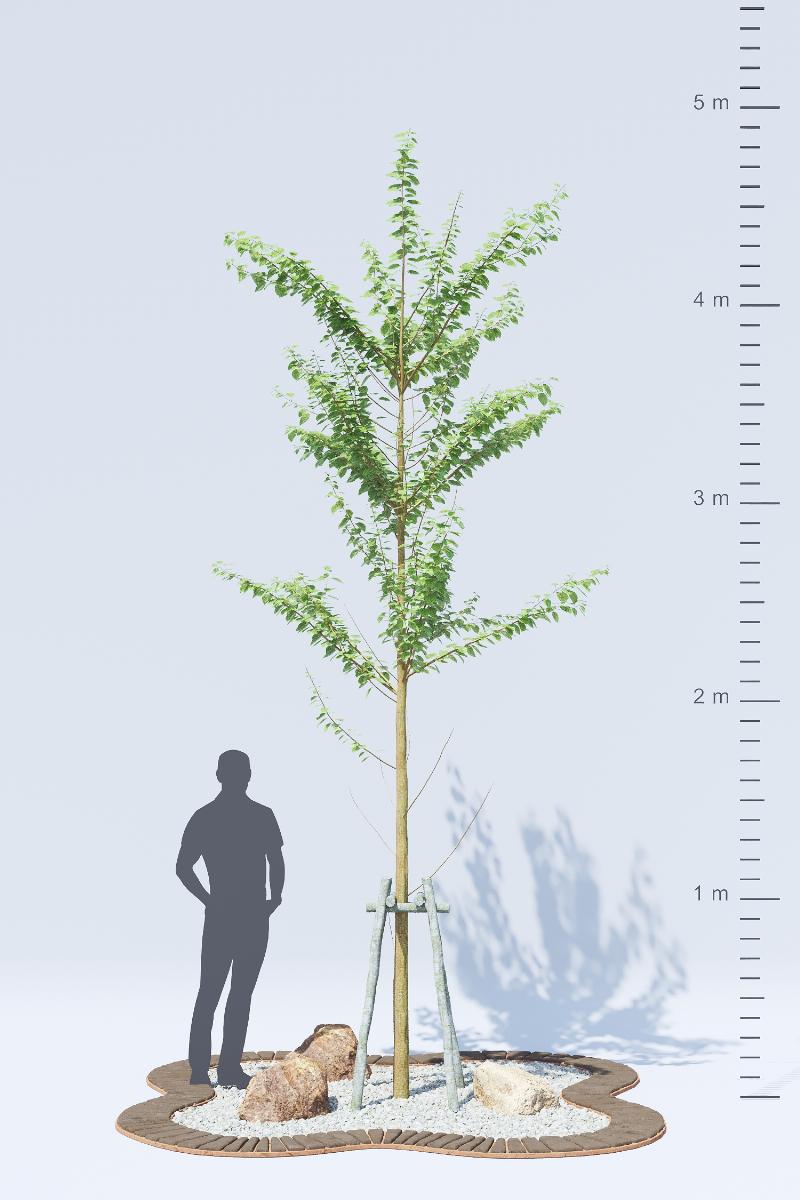 24. POHON TANAMAN HIAS - Alnus Glutinosa