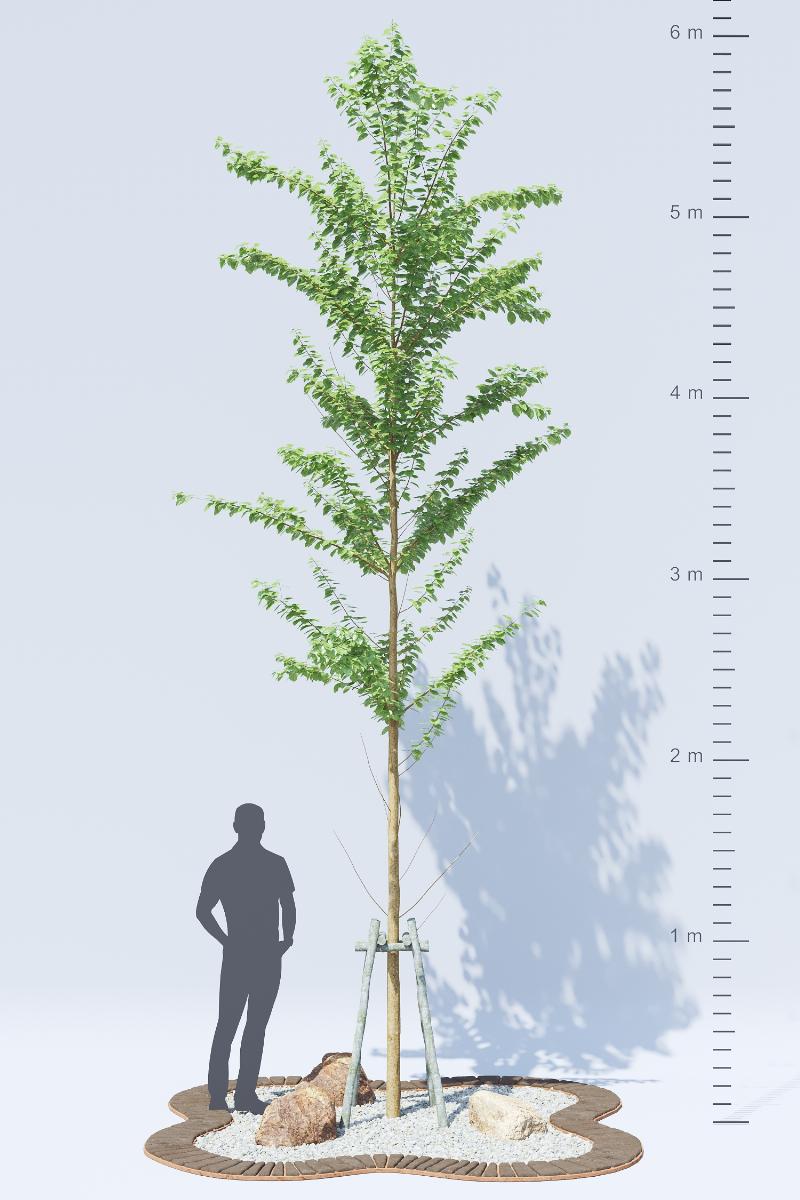 24. POHON TANAMAN HIAS - Alnus Glutinosa
